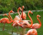 Τα φλαμίνγκο στο νερό, μεγάλο υδρόβιων πτηνών με ροζ φτέρωμα